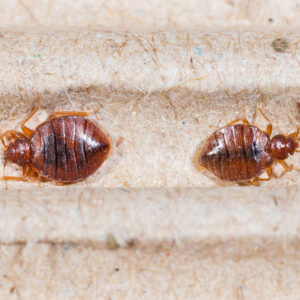 Bed Bug Bites – Symptoms and Treatment Options