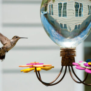 Hummingbird Feeders – Types, Top Options, and Tips
